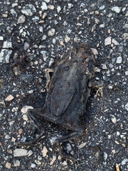 Anaxyrus terrestris