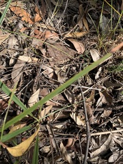 Diuris maculata