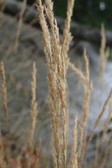 Agrostis exarata