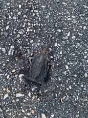 Anaxyrus terrestris
