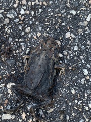 Anaxyrus terrestris