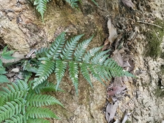 Dryopteris pacifica