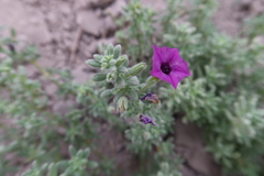 Nolana pilosa