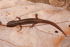 Saproscincus czechurai