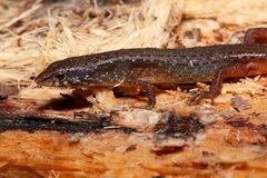 Saproscincus czechurai
