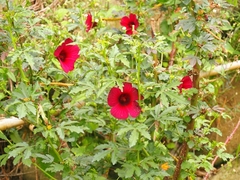 Hibiscus radiatus