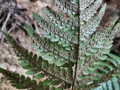 Dryopteris pacifica