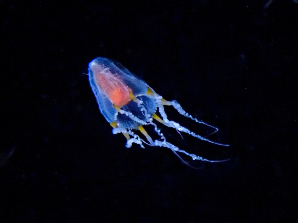 Leuckartiara zacae