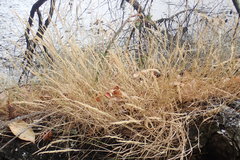 Agrostis exarata
