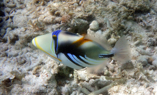 Lagoon Triggerfish