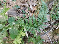 Dryopteris bissetiana