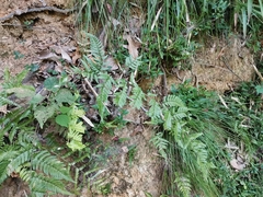 Dryopteris bissetiana