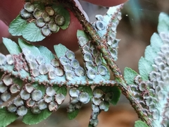 Dryopteris bissetiana