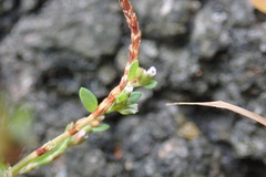 Polygonum fowleri