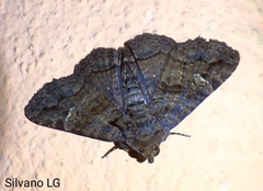 Zaleops umbrina