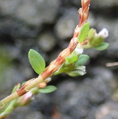Polygonum fowleri