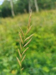 Brachypodium pinnatum