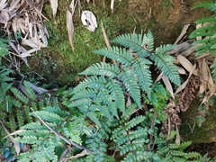 Dryopteris bissetiana