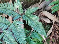 Dryopteris bissetiana