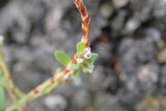 Polygonum fowleri