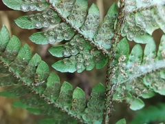 Dryopteris bissetiana
