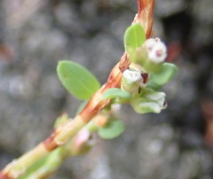 Polygonum fowleri