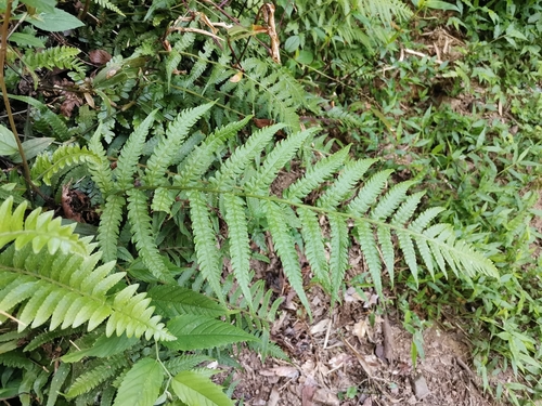 Image of Deparia japonica by (c) harum.koh, some rights reserved (CC BY-SA)