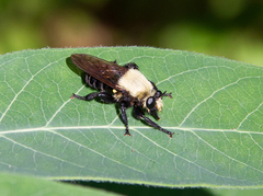 Laphria virginica