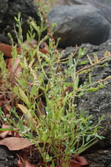 Polygonum fowleri