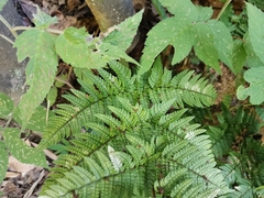 Dryopteris bissetiana