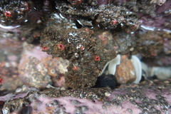 Pyura chilensis