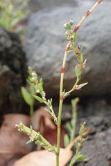 Polygonum fowleri