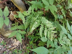 Dryopteris bissetiana