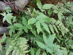 Dryopteris bissetiana