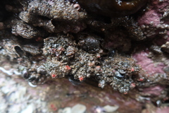 Pyura chilensis