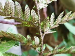 Dryopteris bissetiana