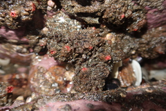 Pyura chilensis