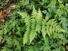 Macrothelypteris viridifrons