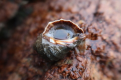 Stramonita delessertiana