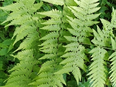 Macrothelypteris viridifrons