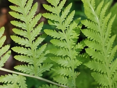 Macrothelypteris viridifrons
