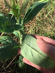 Crotalaria mitchellii