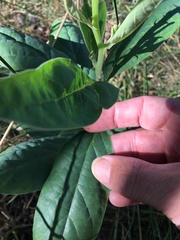 Crotalaria mitchellii