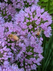 Apis mellifera