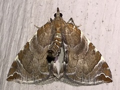 Eulithis molliculata