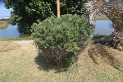 Westringia fruticosa