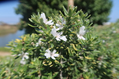 Westringia fruticosa