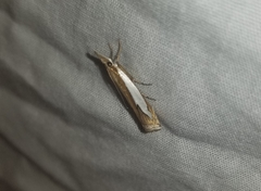 Crambus watsonellus