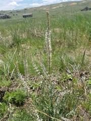 Thelypodium crispum