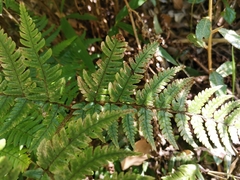 Dryopteris pacifica